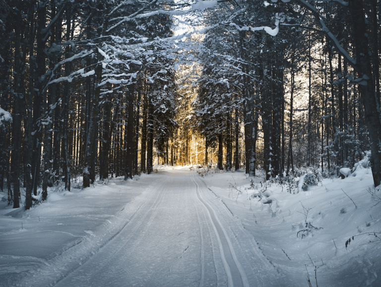 Landscape Photography of Snow Pathway Between Trees during Winter