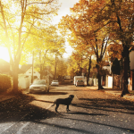 Dog standing in street across from house