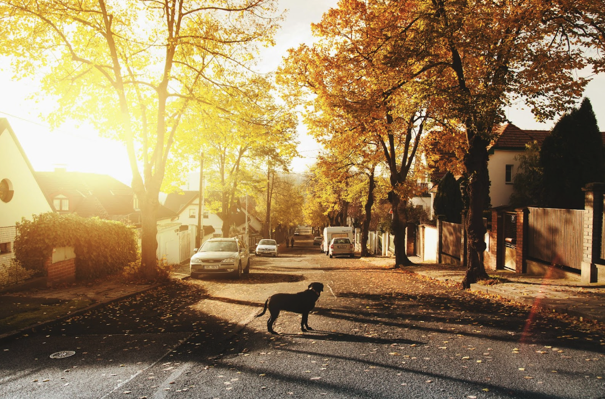 Dog standing in street across from house