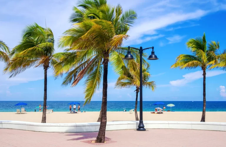 Florida palm trees