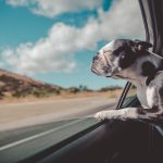 How to travel with pets