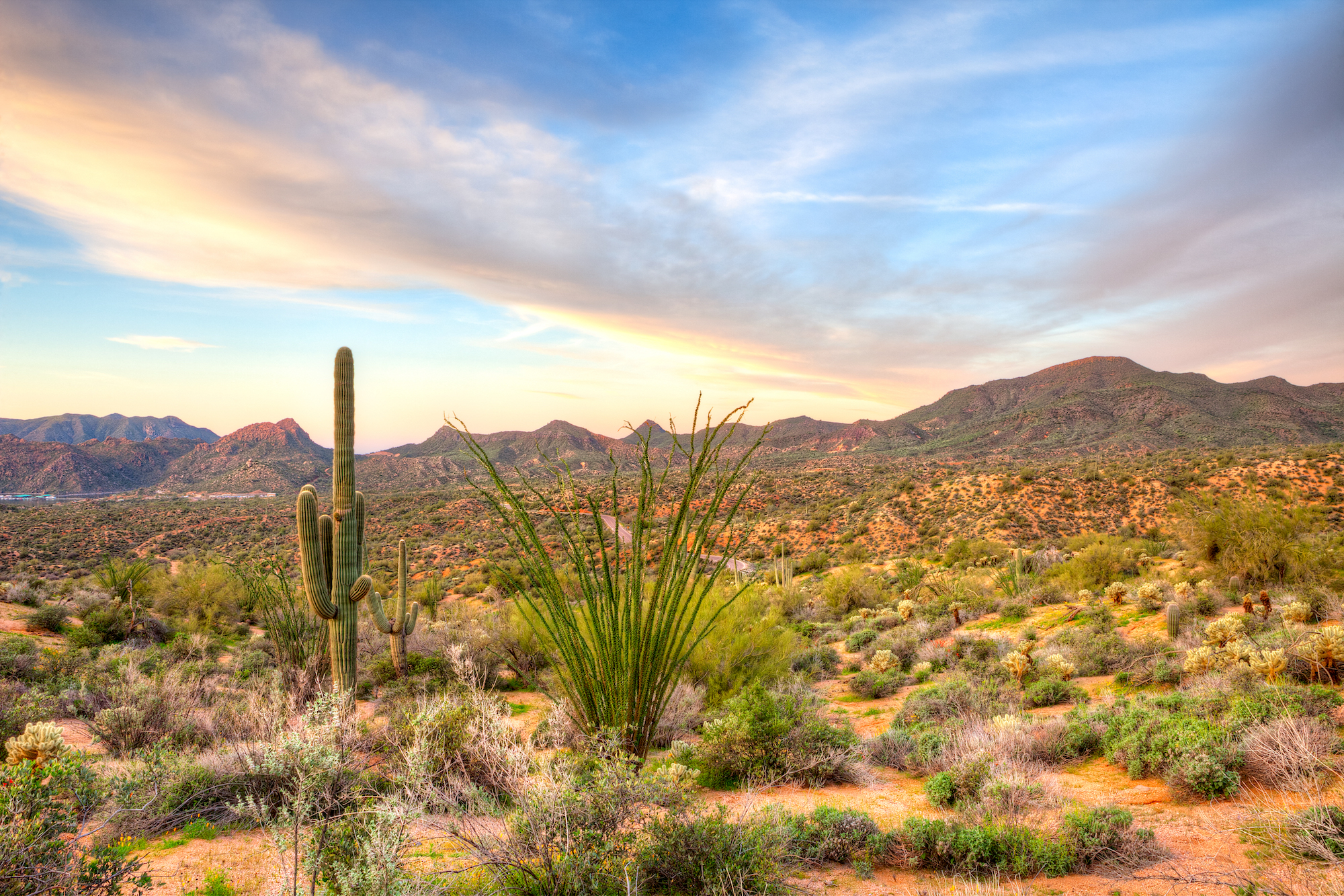 Arizona desert