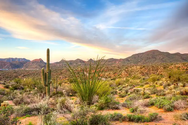 Arizona desert