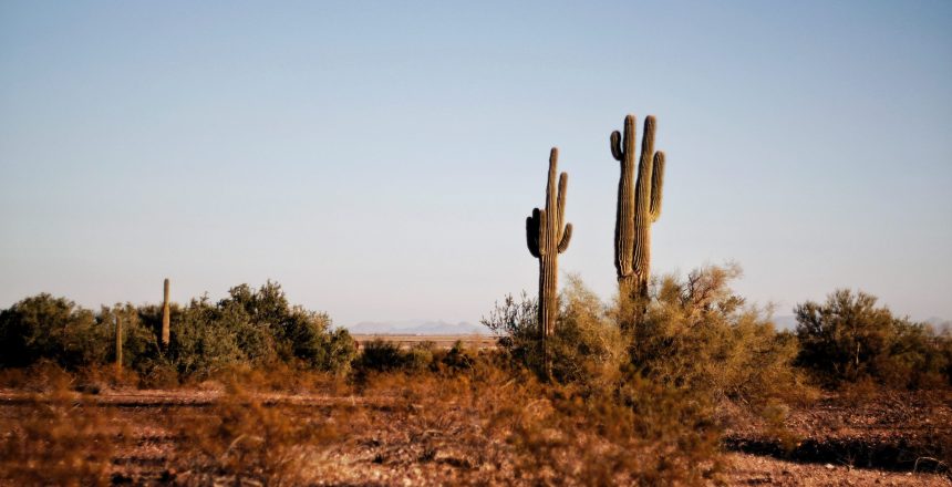 Two Green Cactus Plants at Daytime