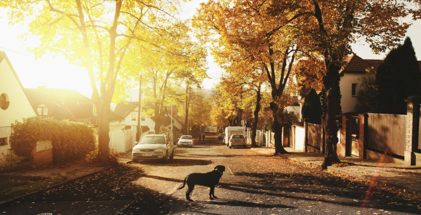 Dog standing in street across from house